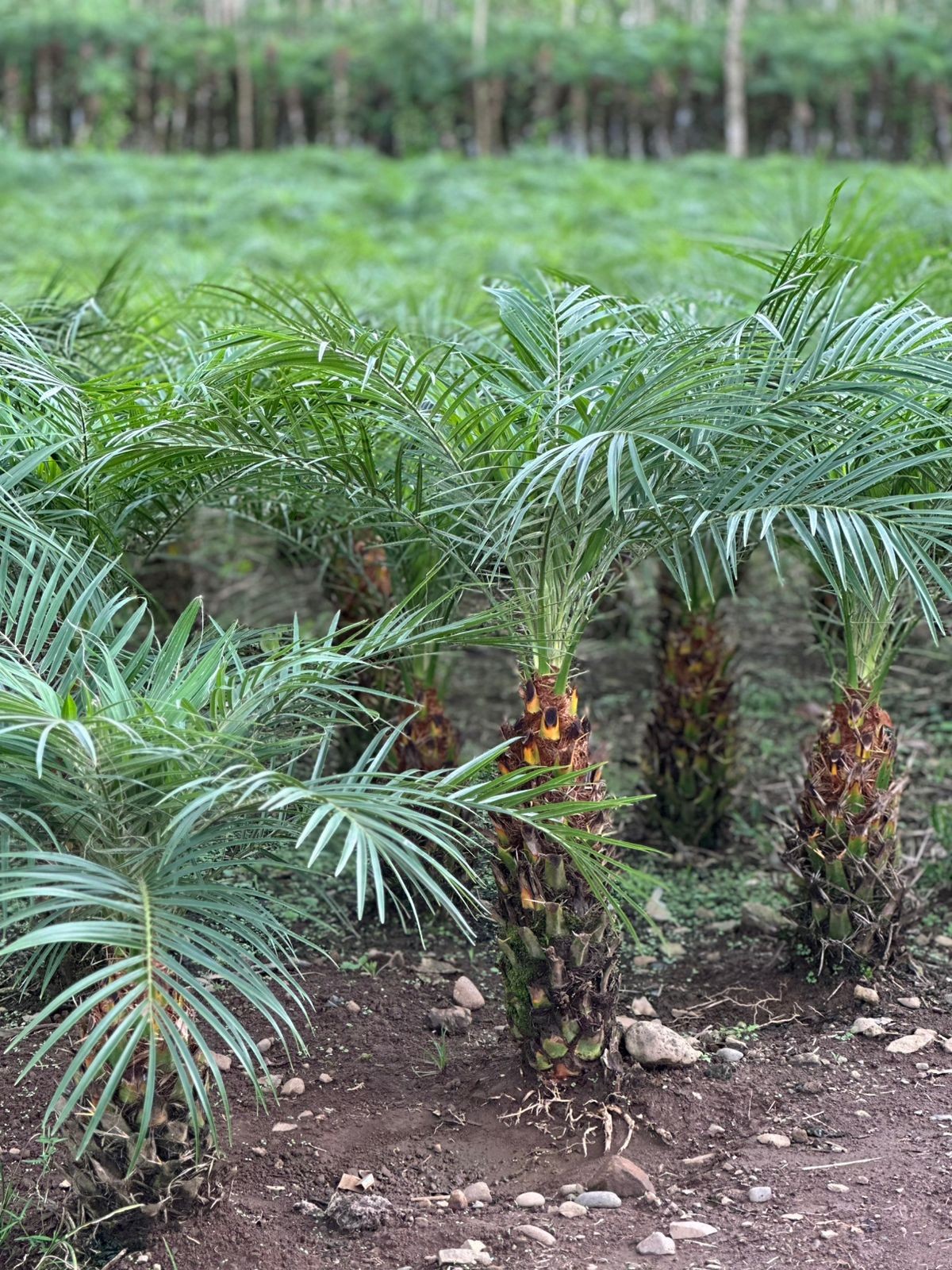 Plantación de Palma Fénix y Follaje