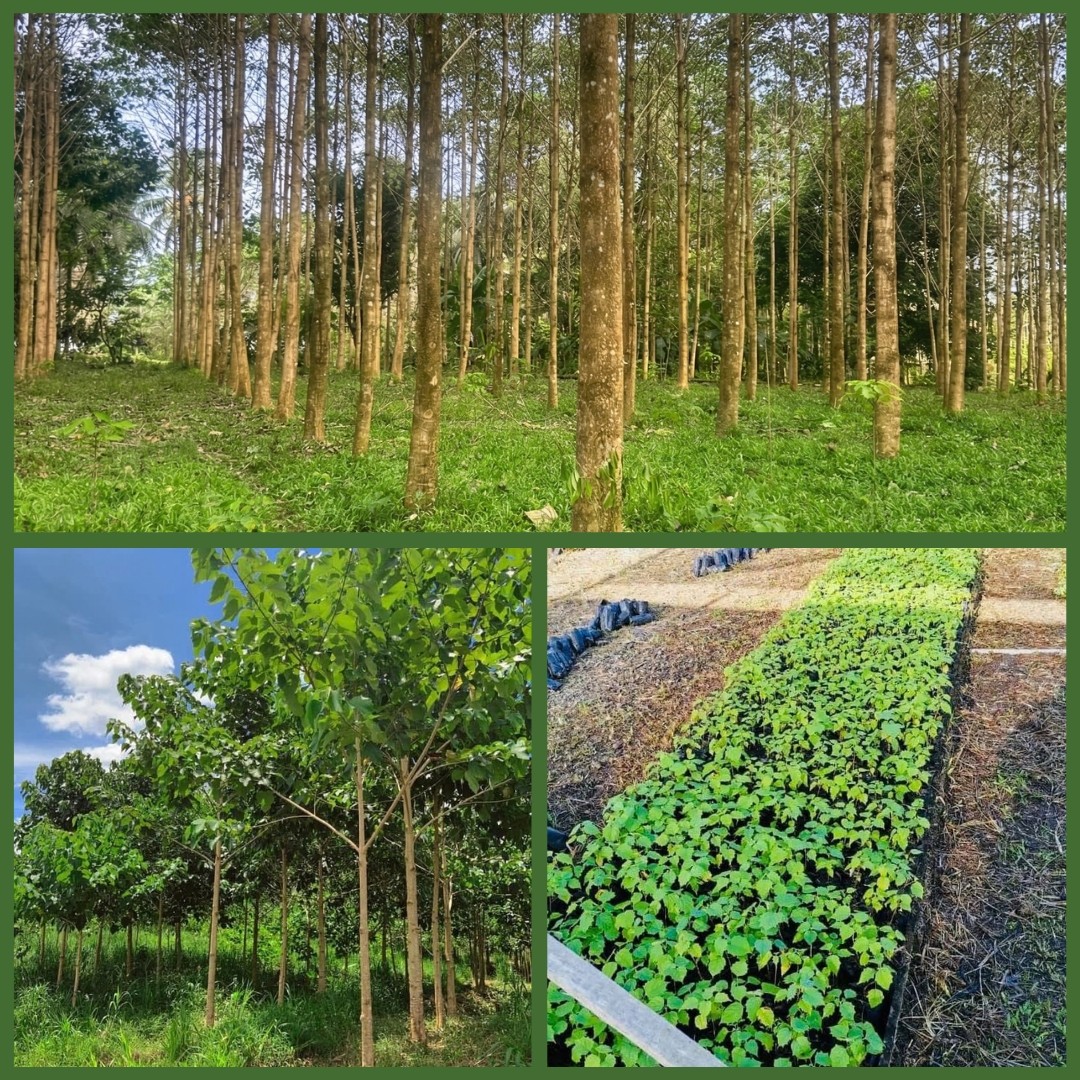 Detalle de Plantación de Melina