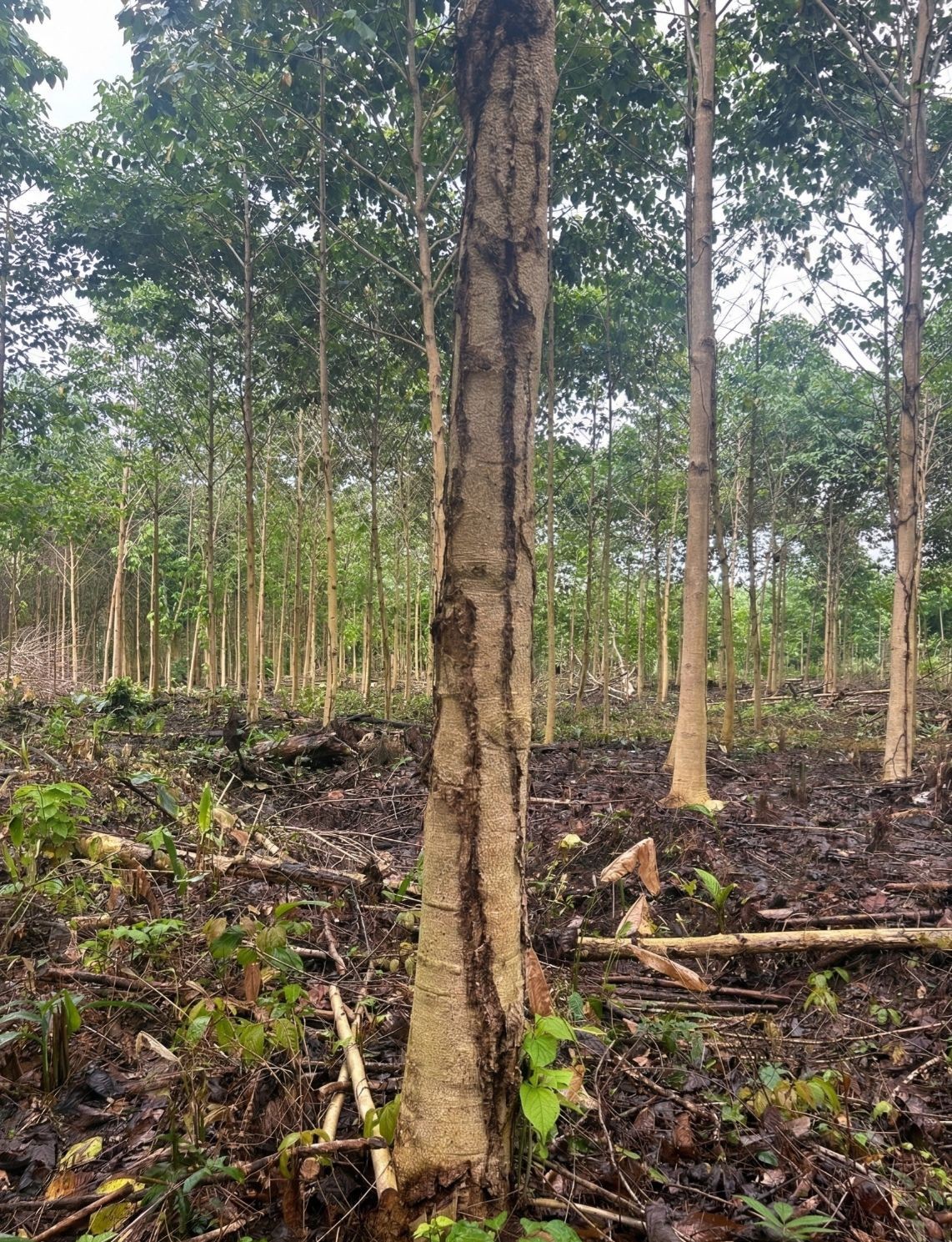 Tradición y Excelencia